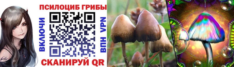 Галлюциногенные грибы Psilocybe  где продают   Пестово 